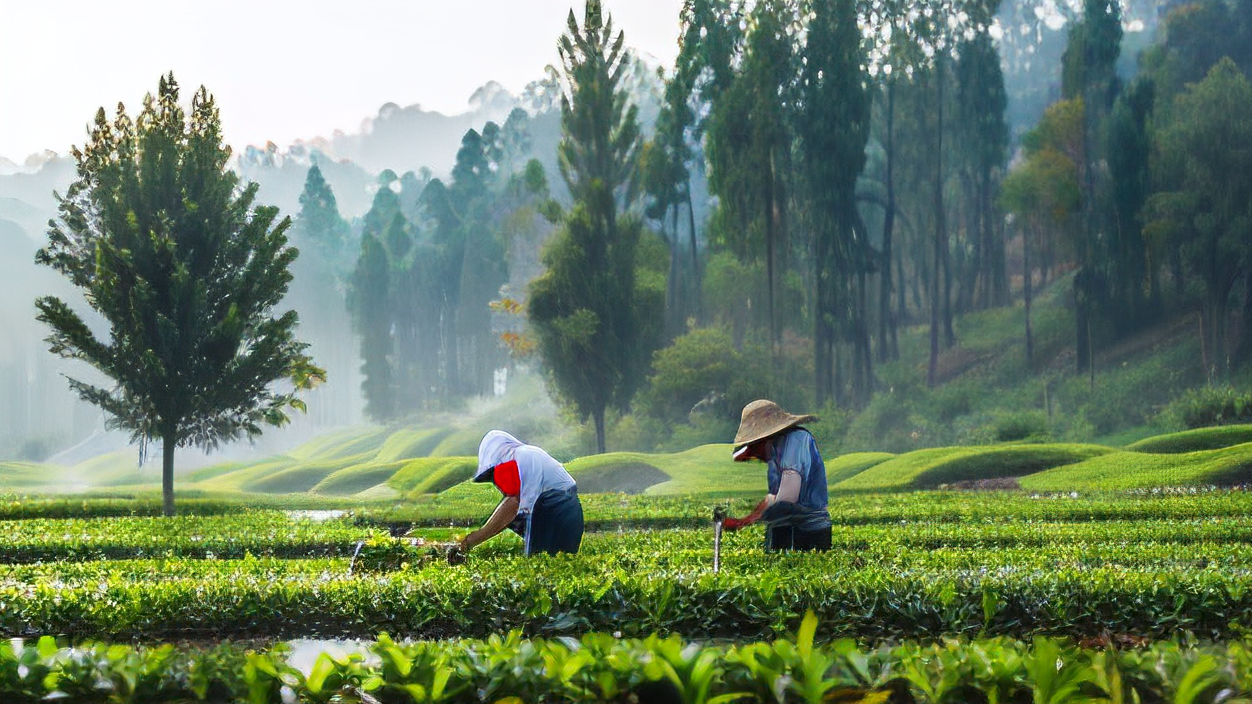 中国茶文化轮播图一：茶园风光