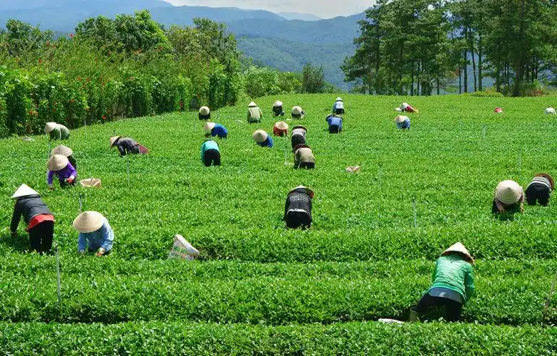 茶文化图片