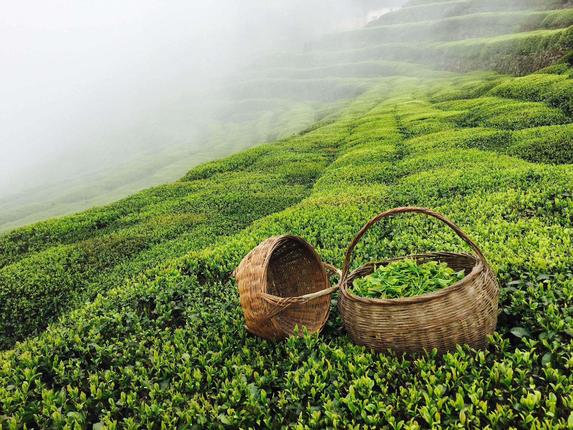 中国茶文化轮播图三：茶园风光