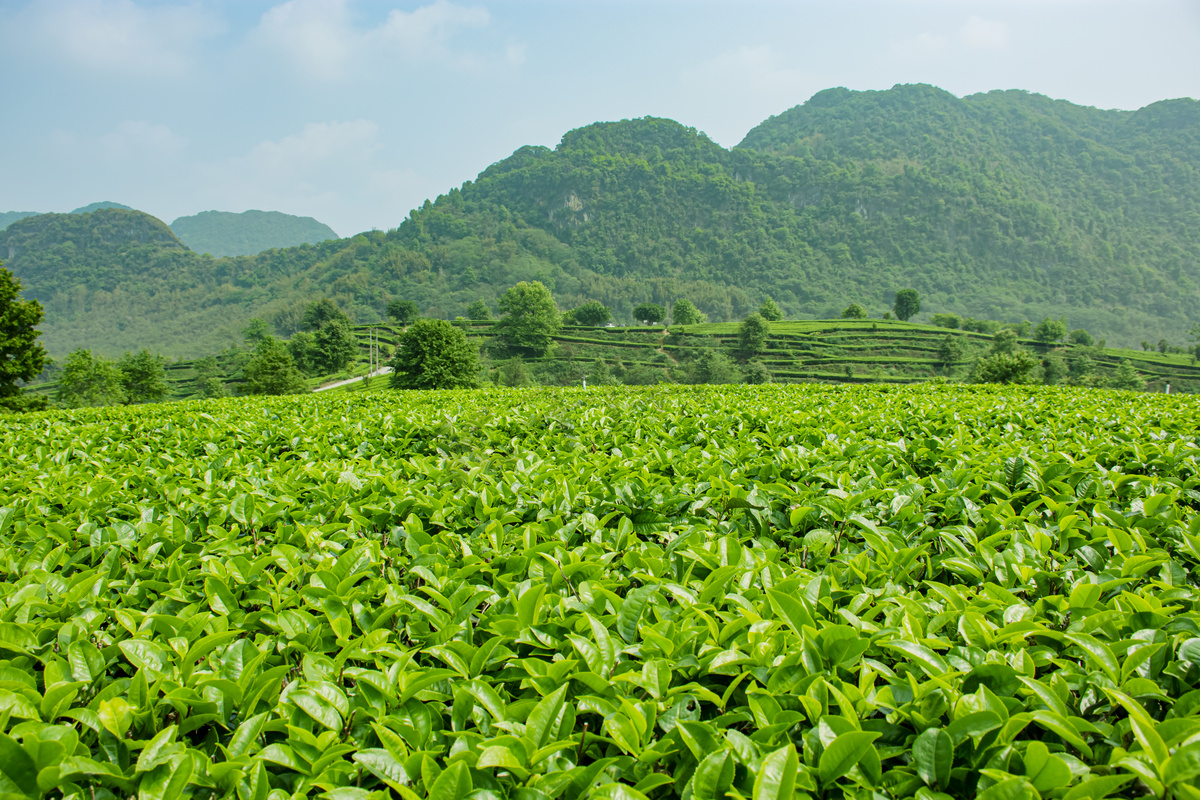 中国茶文化轮播图四：茶园风光
